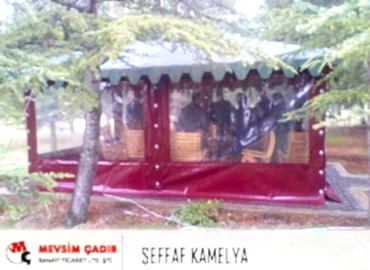 Şeffaf Kamelya