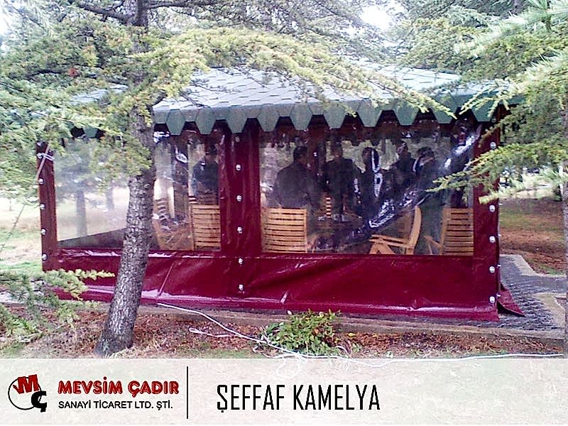 Şeffaf Kamelya